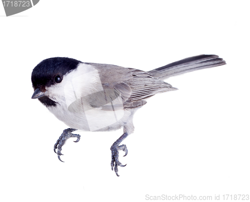 Image of willow tit