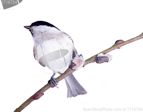 Image of willow tit on a willow