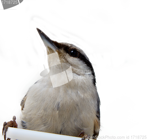 Image of nutcracker on a white 2