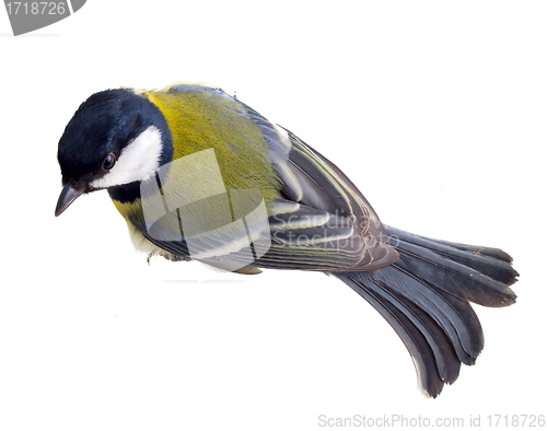 Image of Titmouse 23