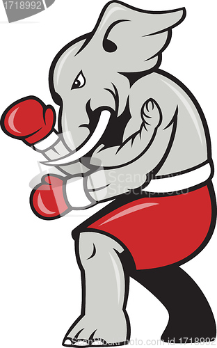 Image of Elephant Boxer Boxing Stance 