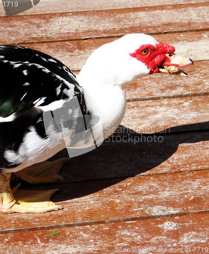 Image of Eating duck. Nicosia. Cyprus