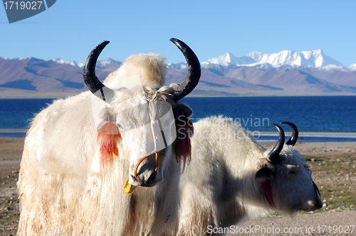 Image of Tibetan white yaks