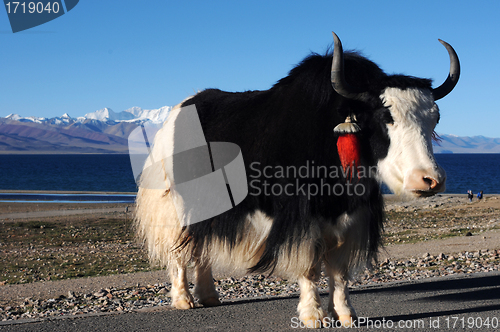 Image of Tibetan yak