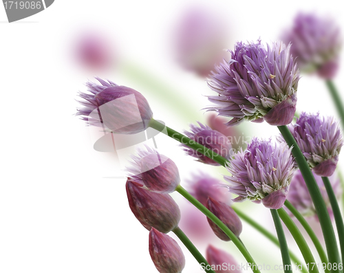 Image of Chive Herb Flowers