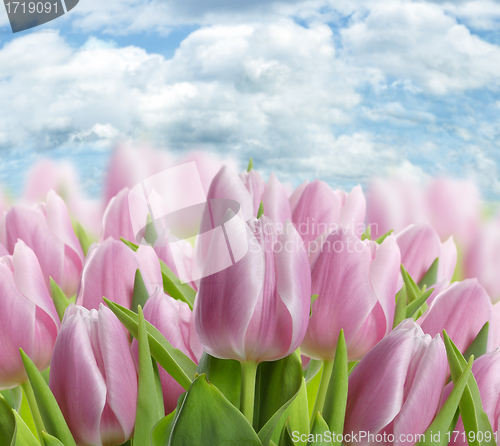 Image of Pink Tulips