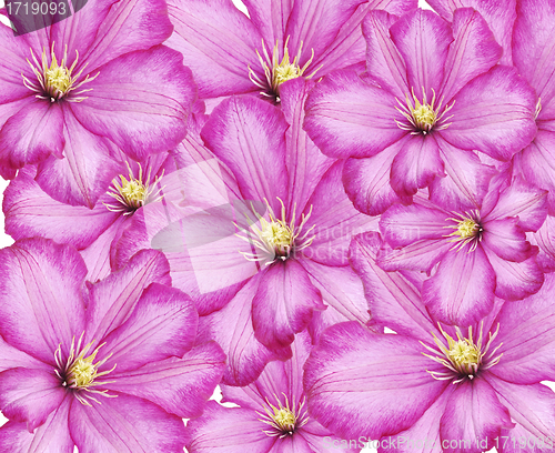 Image of Clematis Flowers