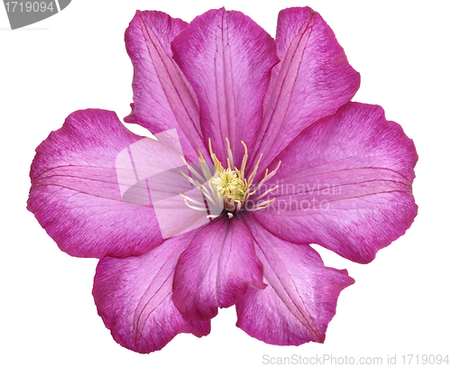 Image of Clematis Flower