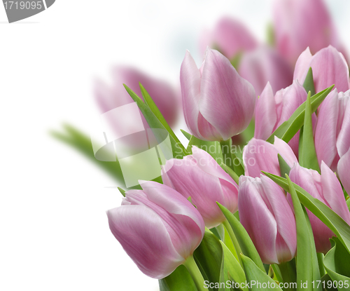 Image of Pink Tulips