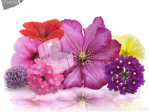 Image of Fresh Flowers