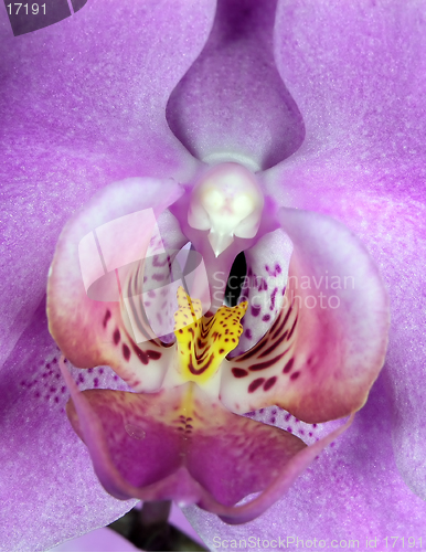 Image of Heart of the Orchid