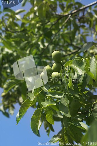 Image of tree
