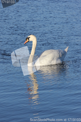 Image of white swan