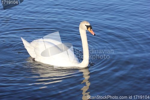 Image of white swan