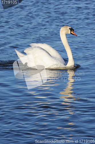 Image of white swan