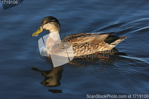 Image of female mallard duck