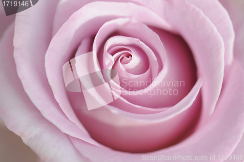 Image of pink rose