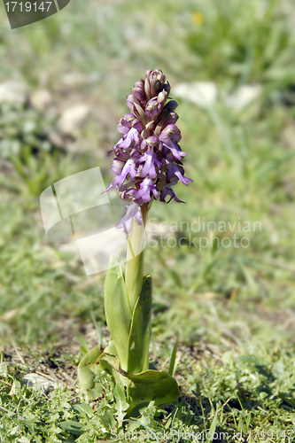 Image of wild orchid