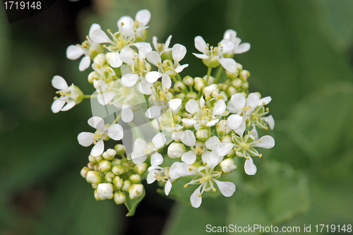 Image of Whitetop or hoary cress
