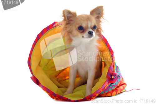 Image of chihuahua in a colorful bed