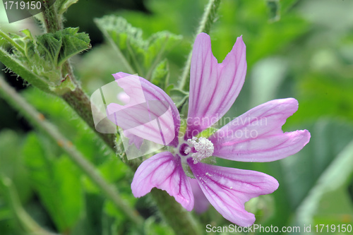 Image of Malva sylvestris