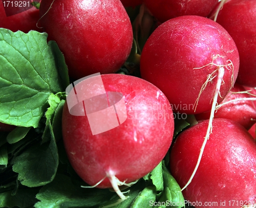 Image of radish