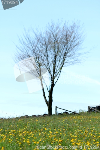 Image of spring meadow tree