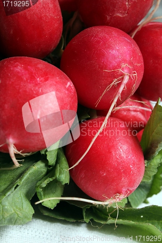 Image of radish