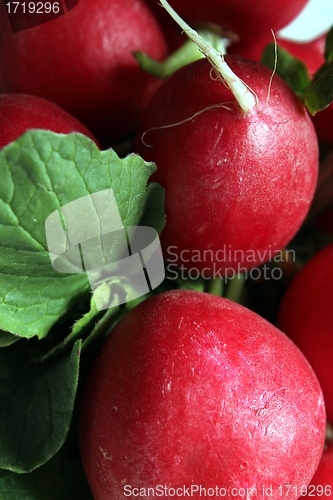 Image of radish