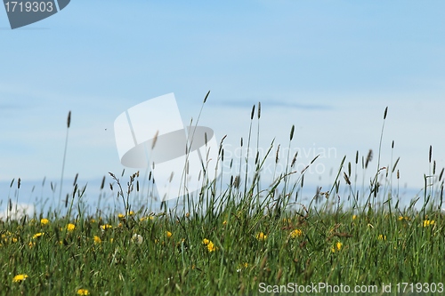 Image of spring meadow front