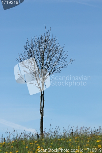 Image of spring meadow tree