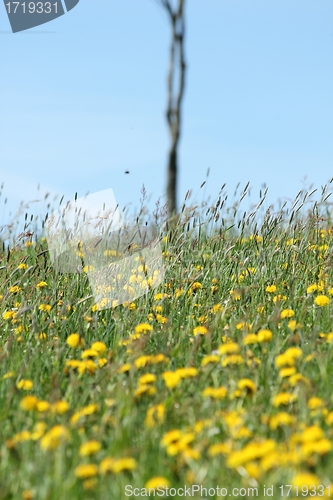 Image of summer blur meadow