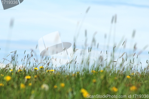 Image of spring meadow front