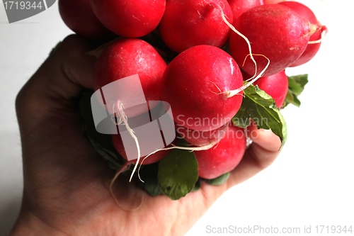 Image of radish hand