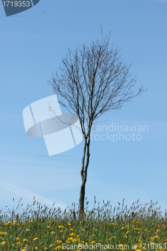 Image of spring meadow tree