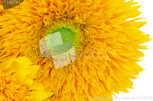 Image of Sunflower Sunshine