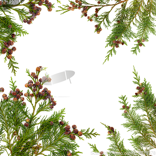 Image of Cypress Leaf Border