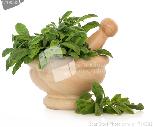 Image of Variegated Sage Herb