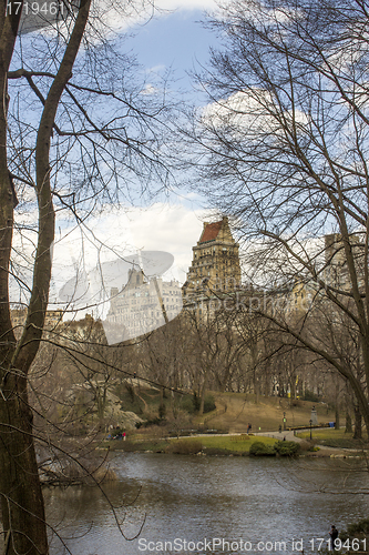 Image of Central Park Trees in New York City