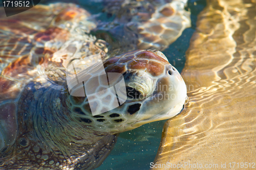 Image of Sea Turtle Eyes and Face