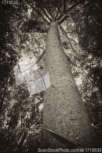 Image of Rain Forest on the road to Kuranda