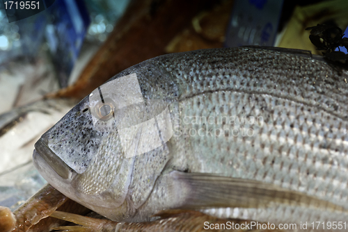 Image of Fish Market, Cannes