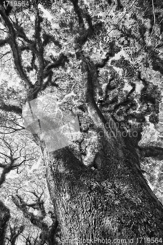 Image of Textures of Bearded Mossman Trees, Australia