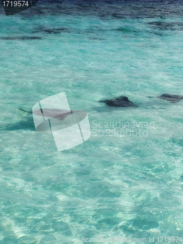 Image of Crystal Clear Waters of Maldives