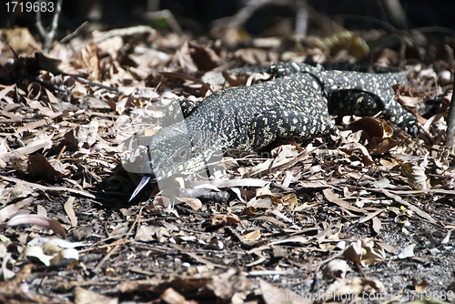 Image of Monitor Lizard in the Whitsundays