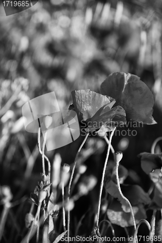 Image of Poppies Meadow during Spring, Tuscany