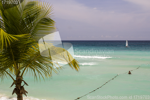 Image of Palm and Sailboat with Caribbean Clear Waters