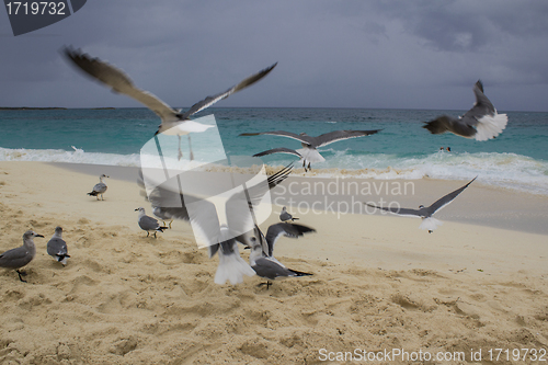 Image of Seagulls fying above a beautiful Beach