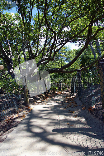 Image of Vegetation in Mossman Gorge, Queensland