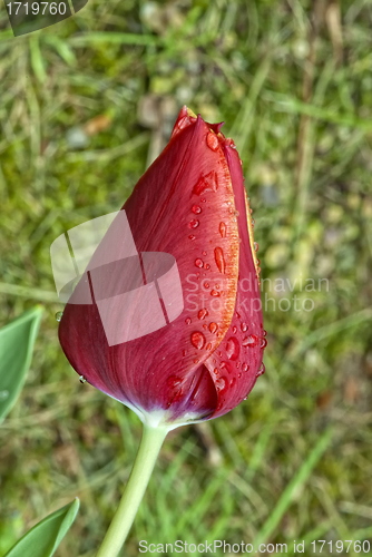 Image of Tulip on a Tuscan Garden, Italy